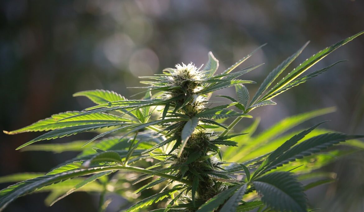 Avicanna Inc. Announces its Subsidiary Has Obtained Medical Cannabis Licenses in Colombia