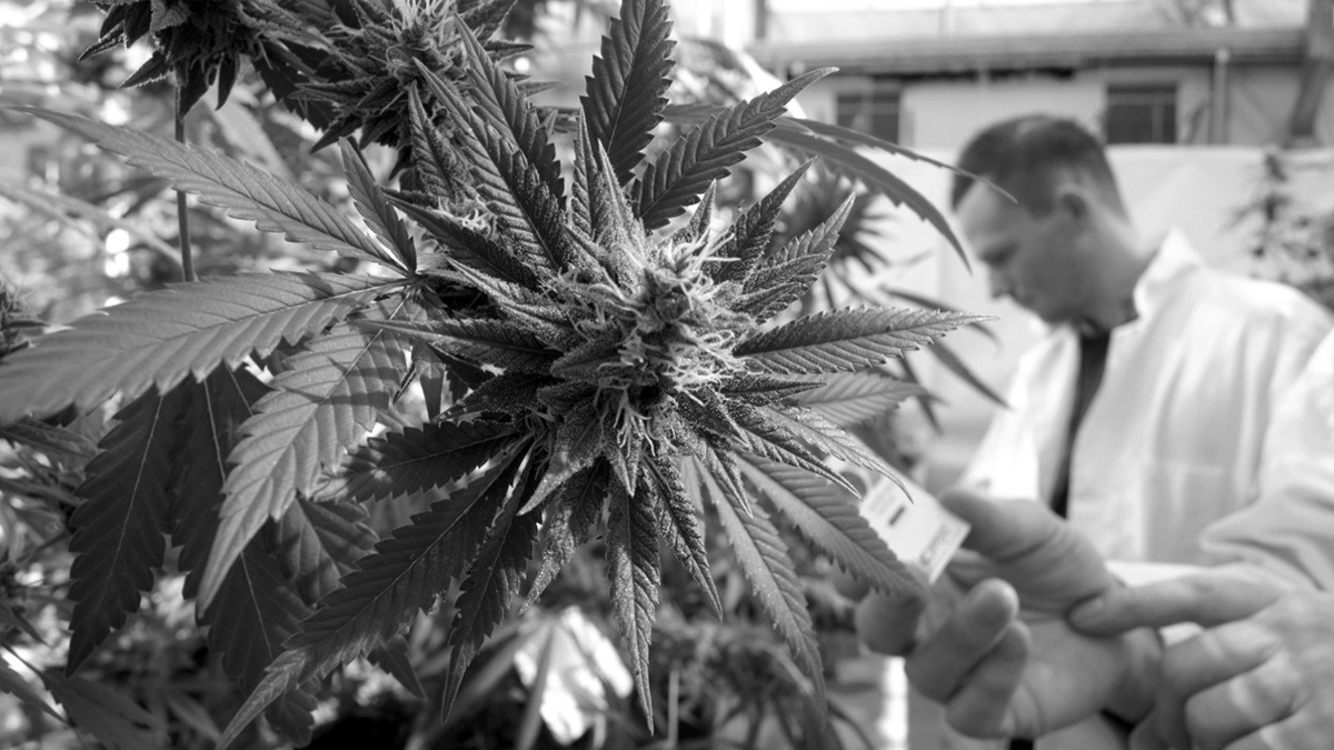 Pharmaceutical giants are sidestepping US marijuana restrictions to research cannabis-based drugs