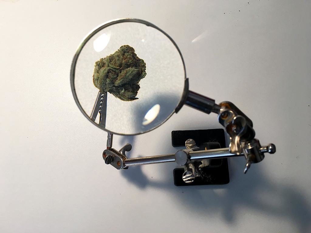 Meet Avicanna, The First Marijuana Company To Be Accepted Into Johnson & Johnson Innovation, JLABS @ Toronto
