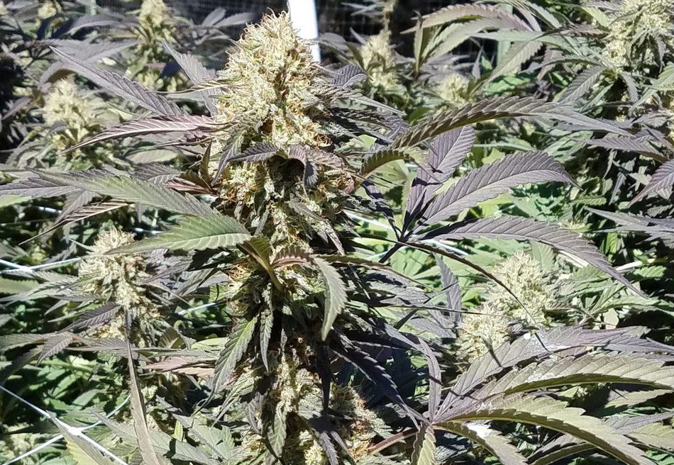 Earth Day Begs The Question: Is Cannabis Farming Sustainable?